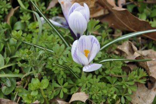 Happy Spring!
